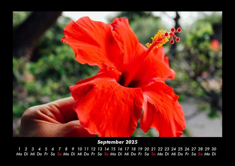 Produktbild: Blumentr&auml;ume 2025 Fotokalender DIN A3