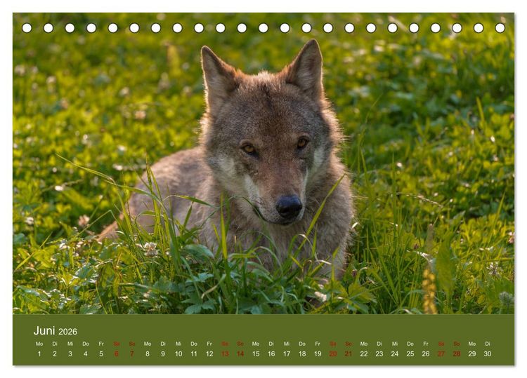 Produktbild: unter W&ouml;lfen (Tischkalender 2026 DIN A5 quer), CALVENDO Monatskalender