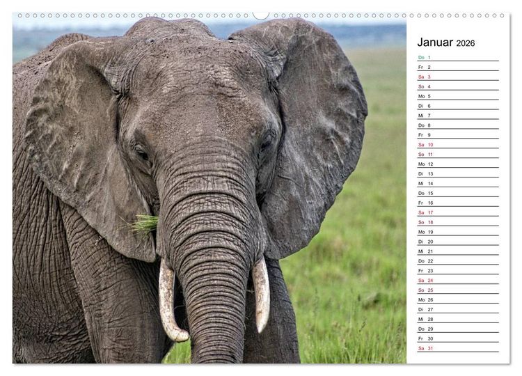 Produktbild: Elefanten . Wildlife in Kenia (hochwertiger Premium Wandkalender 2026 DIN A2 quer), Kunstdruck in Hochglanz