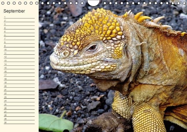 Produktbild: Gal&aacute;pagos Geburtstagskalender (Wandkalender immerw&auml;hrend DIN A4 quer)