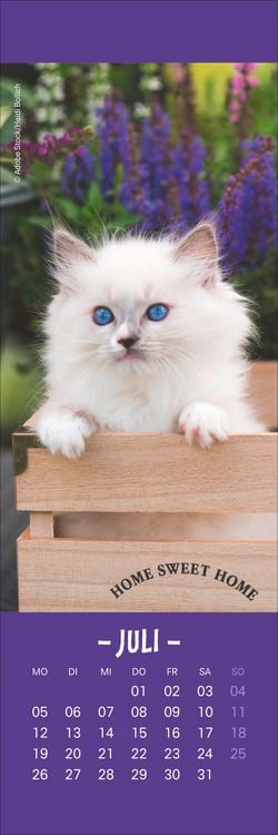 Produktbild: Katzen Lesezeichen & Kalender 2027