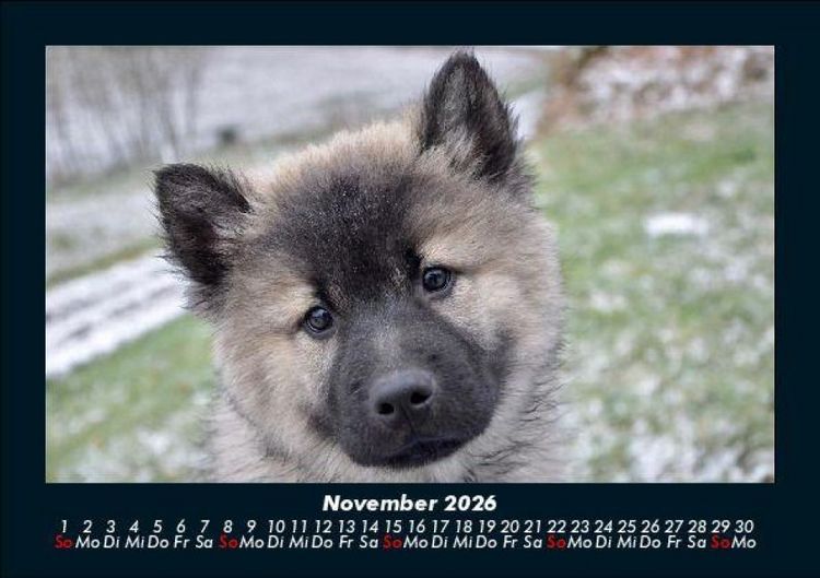 Produktbild: Hundezauber 2026 Fotokalender DIN A5