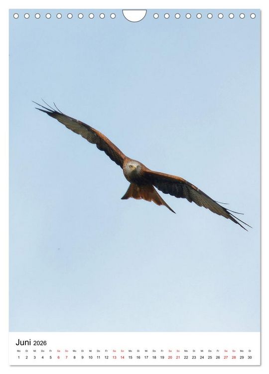 Produktbild: Adler, Eule und Co - Gefiederte J&auml;ger im Portrait (Wandkalender 2026 DIN A4 hoch), CALVENDO Monatskalender