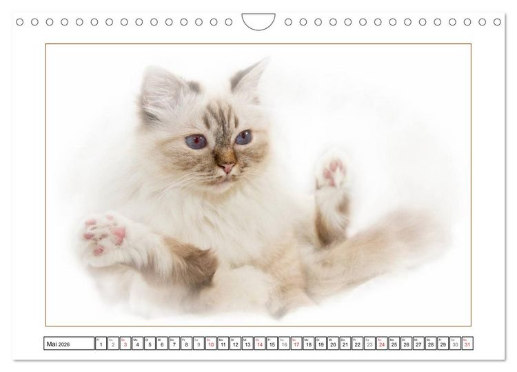 Produktbild: Katzen &ndash; Treue Begleiter (CH - Version) (Wandkalender 2026 DIN A4 quer), CALVENDO Monatskalender