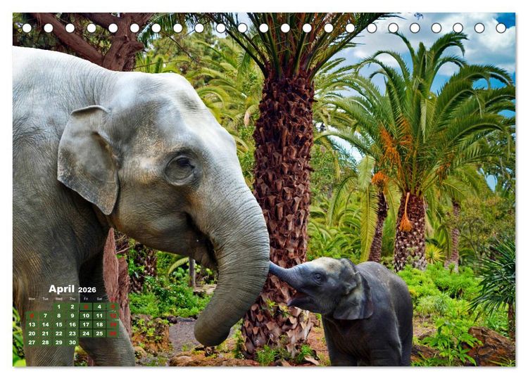 Produktbild: Gentle giants in the jungle (Desk Calendar 2026 DIN A5 landscape), CALVENDO 12 Month DeskCalendar