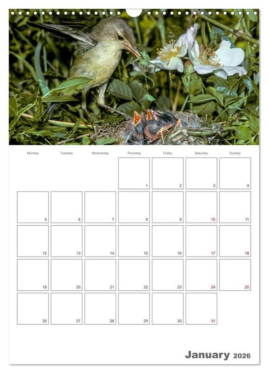 Produktbild: At the dawn of life the secret life of passerines (Wall Calendar 2026 DIN A3 portrait), CALVENDO 12 Month Wall Calendar