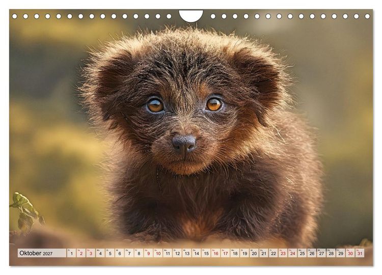 Produktbild: Pr&auml;historische Kinderstube - niedliche Tierkinder der Urzeit (Wandkalender 2027 DIN A4 quer), CALVENDO Monatskalender