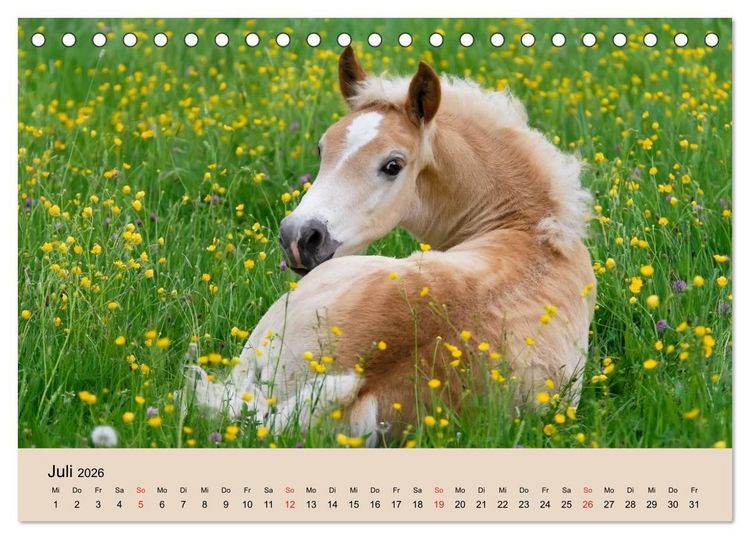 Produktbild: Haflinger Fohlen (Tischkalender 2026 DIN A5 quer), CALVENDO Monatskalender