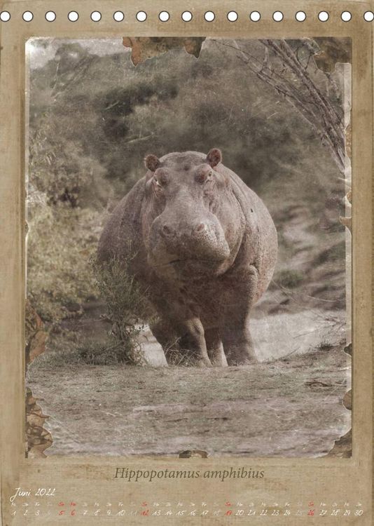Produktbild: Schmidbauer, H: Haia Safari nostalgische Impressionen (Tisch