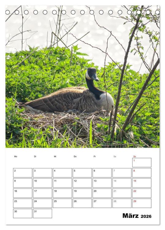 Produktbild: G&auml;nse, geliebte Wasserv&ouml;gel (Tischkalender 2026 DIN A5 hoch), CALVENDO Monatskalender
