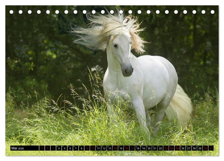 Produktbild: Dein Freund, dein Pferd (Tischkalender 2026 DIN A5 quer), CALVENDO Monatskalender