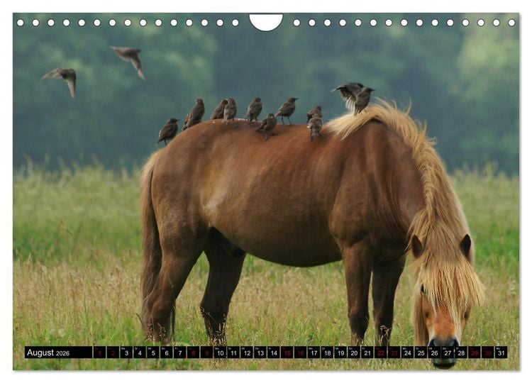 Produktbild: Dein Freund, dein Pferd (Wandkalender 2026 DIN A4 quer), CALVENDO Monatskalender