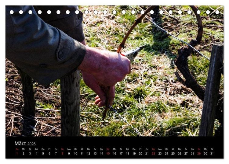 Produktbild: Das Jahr im Weinberg (Tischkalender 2026 DIN A5 quer), CALVENDO Monatskalender