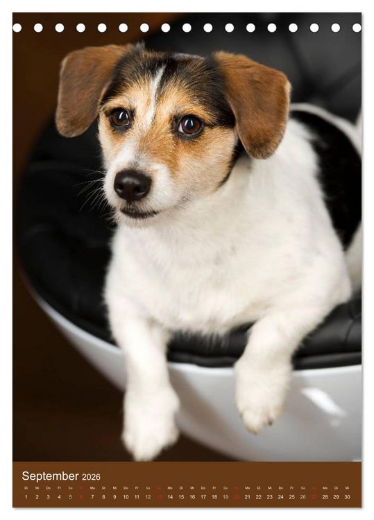 Produktbild: Jack Russell Terrier (Tischkalender 2026 DIN A5 hoch), CALVENDO Monatskalender
