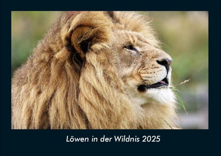 Produktbild: Löwen in der Wildnis 2025 Fotokalender DIN A4