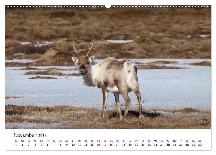 Produktbild: Rentiere (hochwertiger Premium Wandkalender 2026 DIN A2 quer), Kunstdruck in Hochglanz