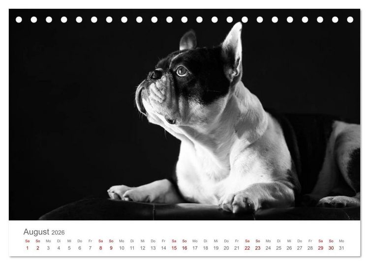 Produktbild: Hundeportraits Fine Art (Tischkalender 2026 DIN A5 quer), CALVENDO Monatskalender