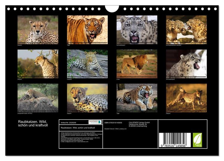 Produktbild: Raubkatzen. Wild, sch&ouml;n und kraftvoll (Wandkalender 2026 DIN A4 quer), CALVENDO Monatskalender