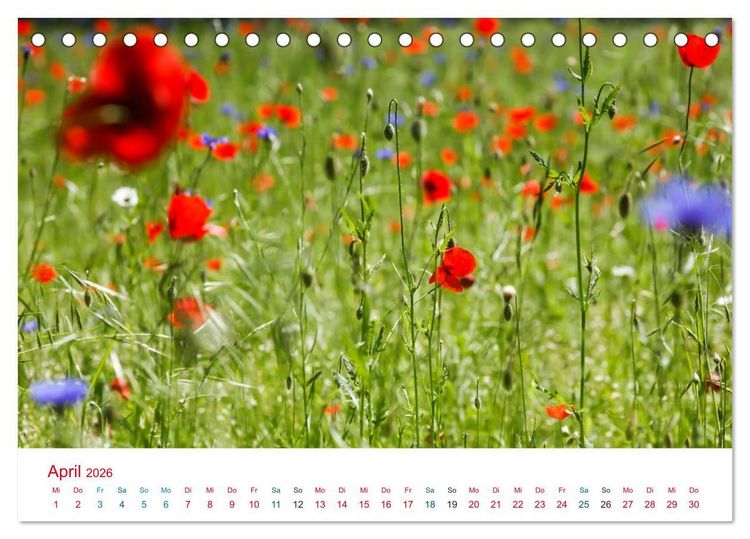 Produktbild: Mohnblumen (Tischkalender 2026 DIN A5 quer), CALVENDO Monatskalender