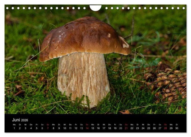 Produktbild: Pilze in Wald und Flur (Wandkalender 2026 DIN A4 quer), CALVENDO Monatskalender