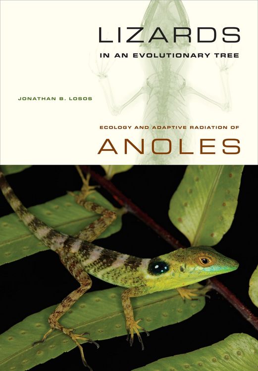 Produktbild: Lizards in an Evolutionary Tree