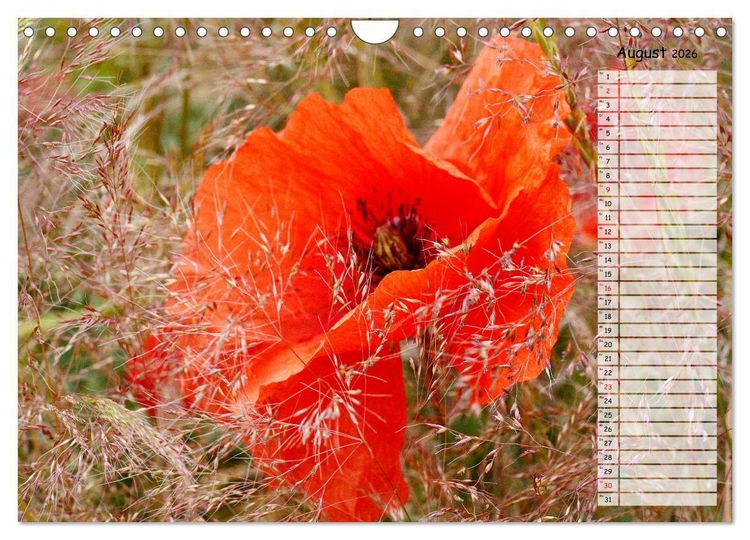 Produktbild: Klatschmohn im Feld (Wandkalender 2026 DIN A4 quer), CALVENDO Monatskalender