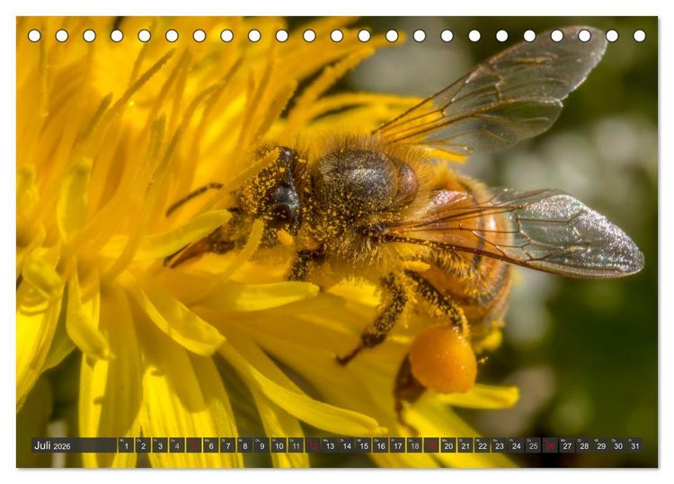 Produktbild: Sehe die Bienen (Tischkalender 2026 DIN A5 quer), CALVENDO Monatskalender