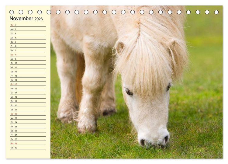 Produktbild: Ponys. Herzensbrecher mit Grips (Tischkalender 2026 DIN A5 quer), CALVENDO Monatskalender