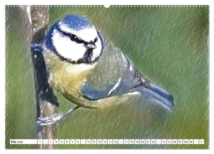 Produktbild: Schottlands Vogelwelt - Ein Portr&auml;t in Zeichnungen (hochwertiger Premium Wandkalender 2026 DIN A2 quer), Kunstdruck in Hochglanz
