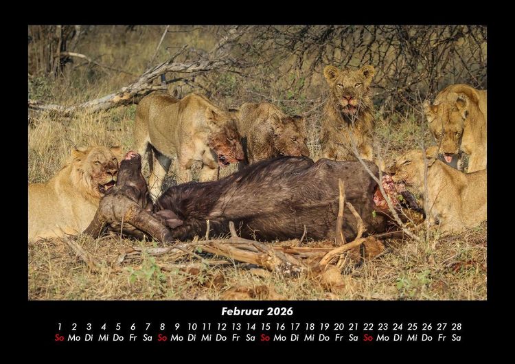 Produktbild: Tiere in der Wildnis 2026 Fotokalender DIN A3