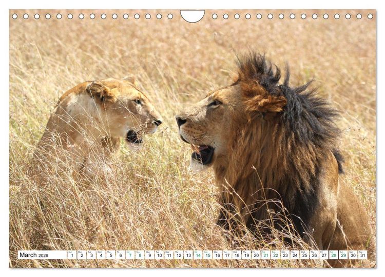 Produktbild: Simba Masai Mara Kenya Africa (Wall Calendar 2026 DIN A4 landscape), CALVENDO 12 Month Wall Calendar