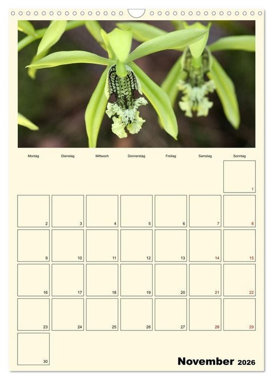 Produktbild: Orchideentr&auml;ume (Wandkalender 2026 DIN A3 hoch), CALVENDO Monatskalender
