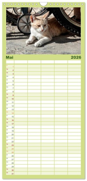 Produktbild: Familienplaner 2026 - Griechische Katzen mit 5 Spalten (Wandkalender, 21 x 45 cm) CALVENDO