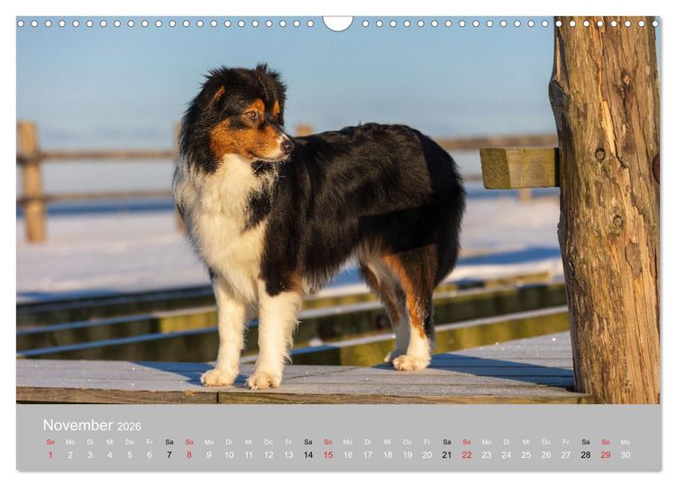 Produktbild: Australian Shepherd 2026 (Wandkalender 2026 DIN A3 quer), CALVENDO Monatskalender