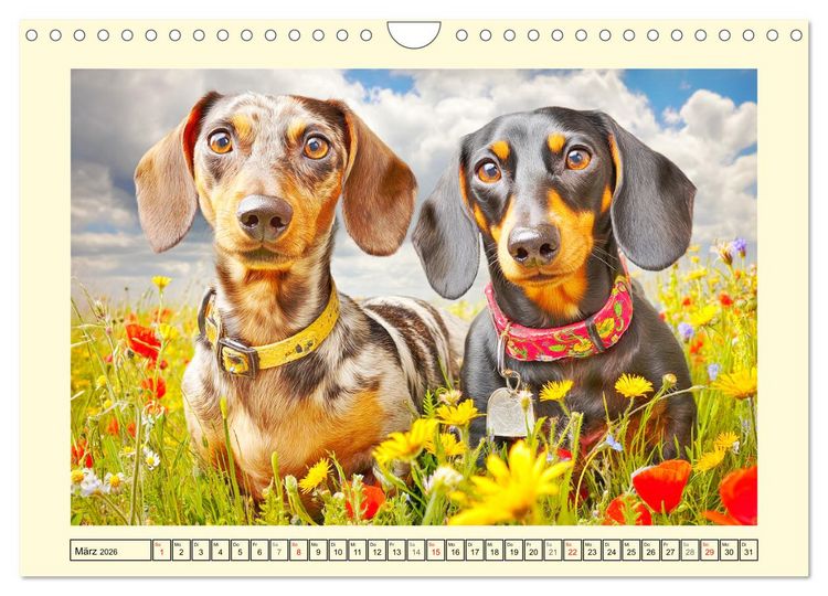 Produktbild: Dackelgl&uuml;ck Deluxe. Lange Ohren, kurze Beine und viel Charme (Wandkalender 2026 DIN A4 quer), CALVENDO Monatskalender