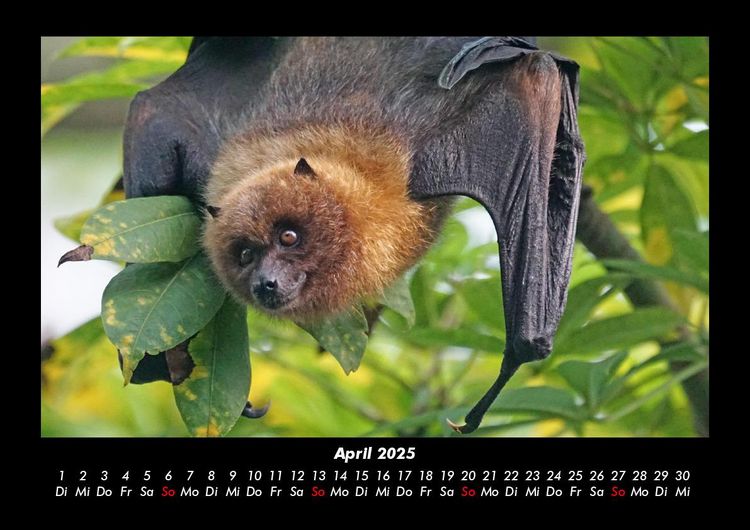 Produktbild: Welt der Tiere 2025 Fotokalender DIN A3