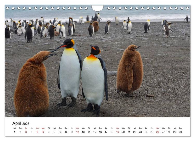 Produktbild: Im Reich der Pinguine (Wandkalender 2026 DIN A4 quer), CALVENDO Monatskalender