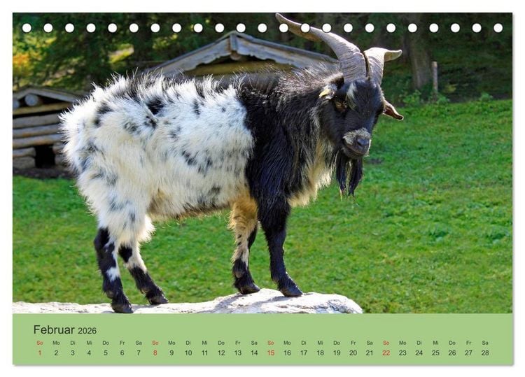Produktbild: Wir sind die Stars am Bauernhof (Tischkalender 2026 DIN A5 quer), CALVENDO Monatskalender