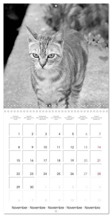 Produktbild: Black and white cat whispers (Wall Calendar 2027 12 &times; 12 Inch) CALVENDO 12 Month Wall Calendar