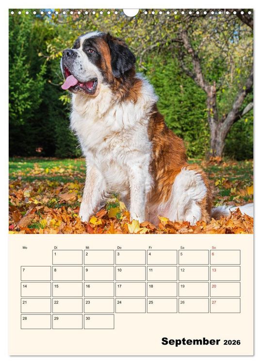 Produktbild: Bernhardiner - Mit dem St. Bernhardshund durch das Jahr (Wandkalender 2026 DIN A3 hoch), CALVENDO Monatskalender