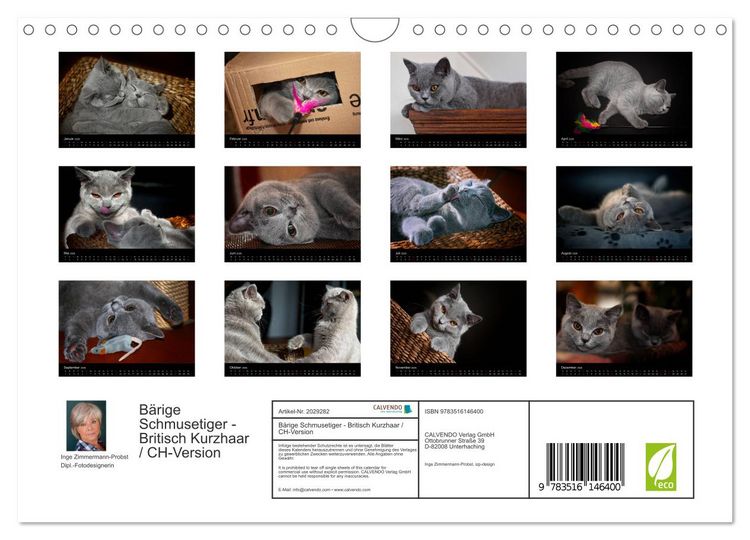 Produktbild: B&auml;rige Schmusetiger - Britisch Kurzhaar / CH-Version (Wandkalender 2026 DIN A4 quer), CALVENDO Monatskalender
