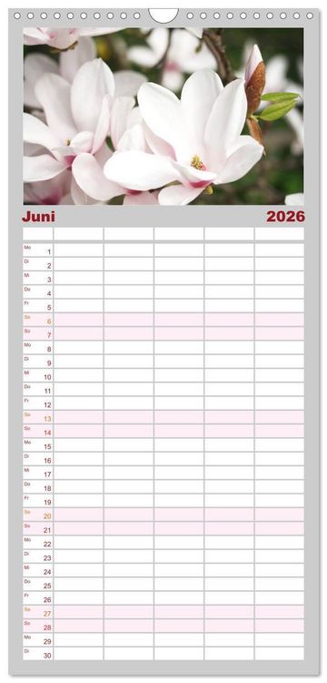 Produktbild: Familienplaner 2026 - Magnolien Ein Bl&uuml;tenrausch mit 5 Spalten (Wandkalender, 21 x 45 cm) CALVENDO