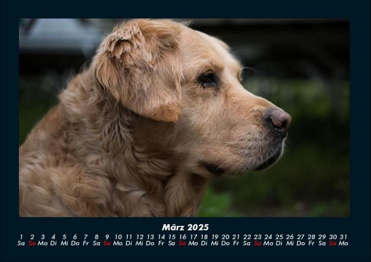 Produktbild: Welt der Tiere 2025 Fotokalender DIN A4