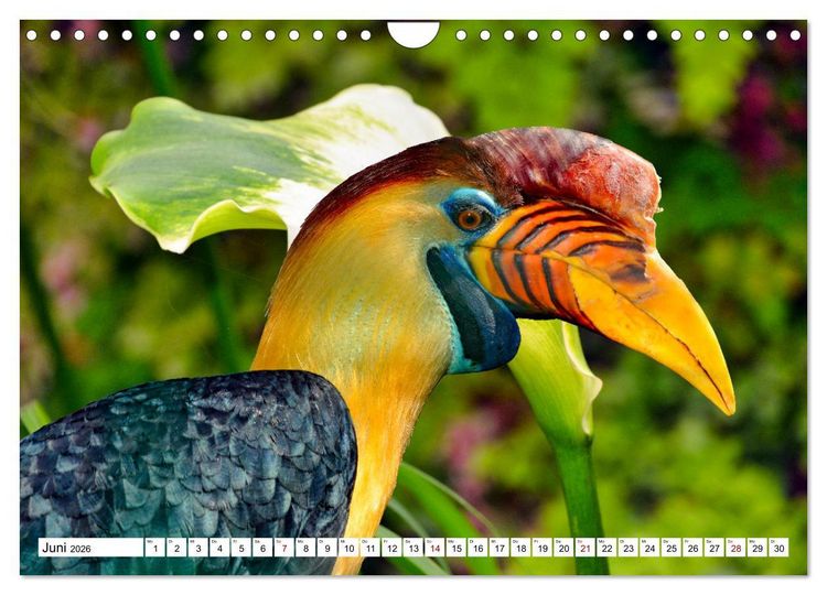 Produktbild: Bunte Vielfalt in der Vogelwelt (Wandkalender 2026 DIN A4 quer), CALVENDO Monatskalender