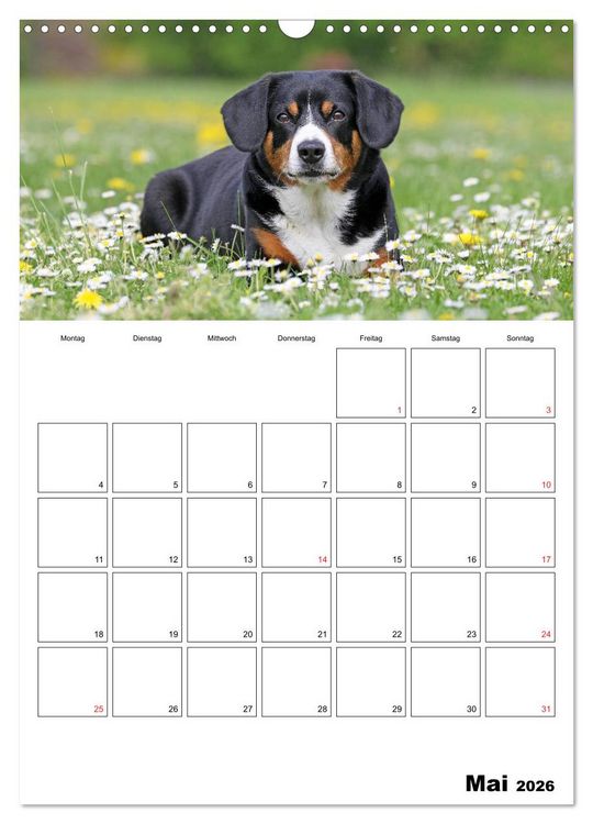 Produktbild: Entlebucher Sennenhunde begleiten Sie durch das Jahr (Wandkalender 2026 DIN A3 hoch), CALVENDO Monatskalender