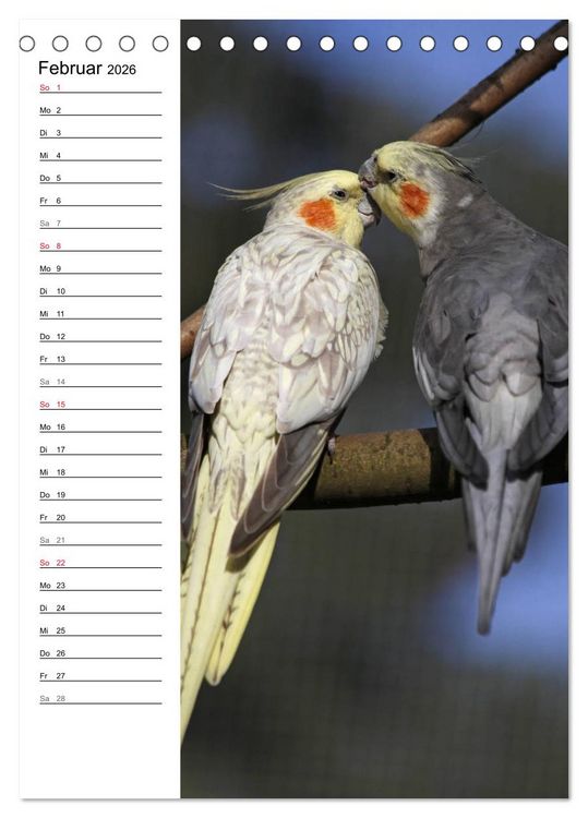 Produktbild: Der Nymphensittich-Terminplaner (Tischkalender 2026 DIN A5 hoch), CALVENDO Monatskalender