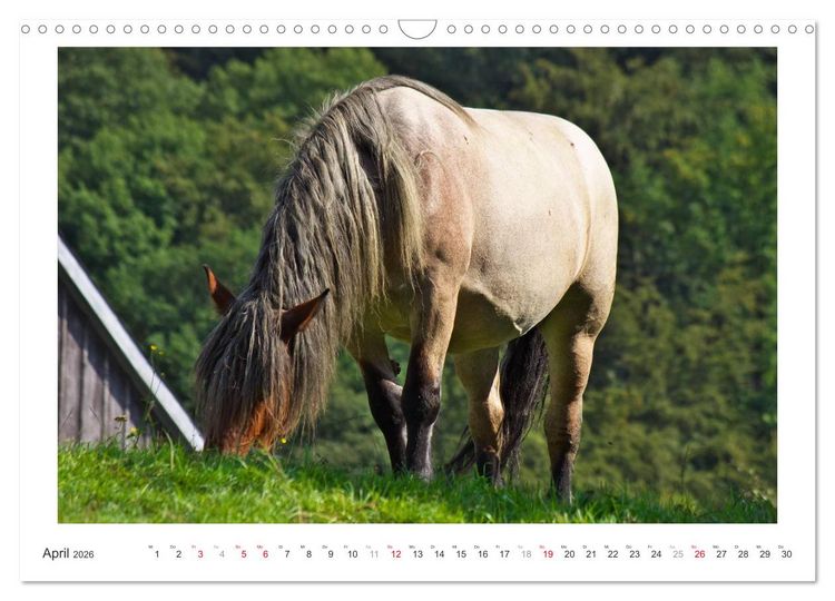 Produktbild: Der Pferdekalender (Wandkalender 2026 DIN A3 quer), CALVENDO Monatskalender