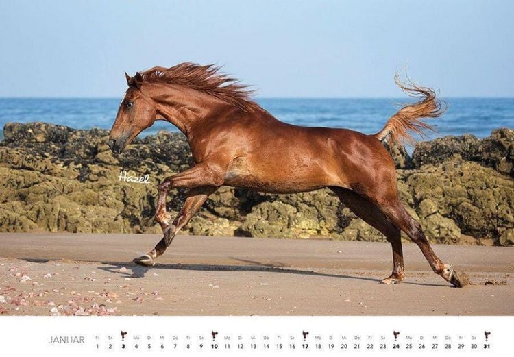 Produktbild: Pferde Kalender 2027 Wandkalender