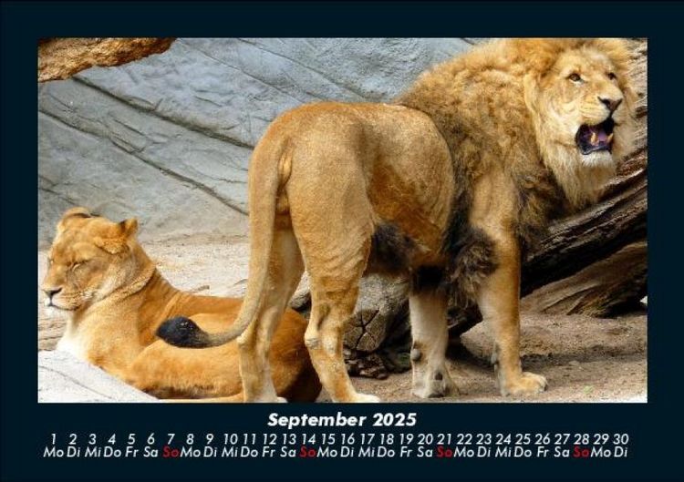Produktbild: Welt der Tiere 2025 Fotokalender DIN A5