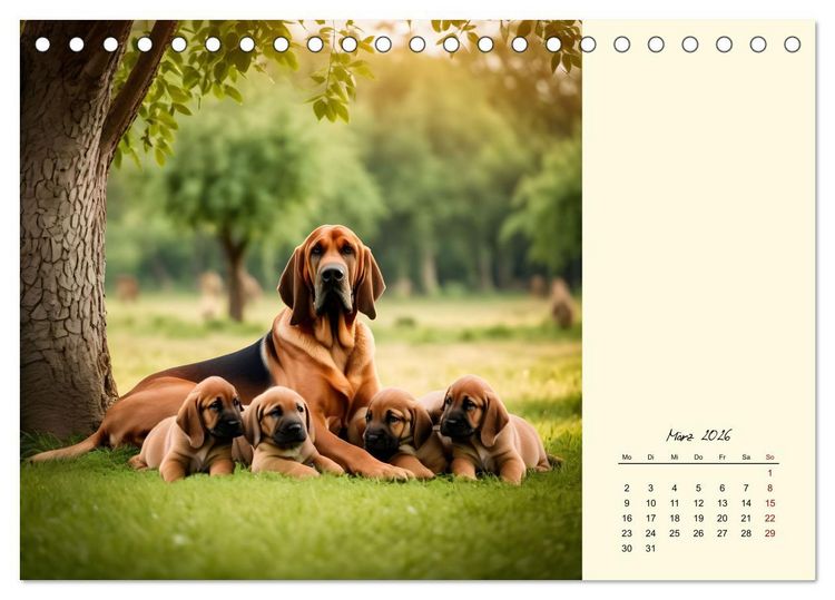 Produktbild: Bloodhound - M&auml;chtige Sp&uuml;rnase (Tischkalender 2026 DIN A5 quer), CALVENDO Monatskalender